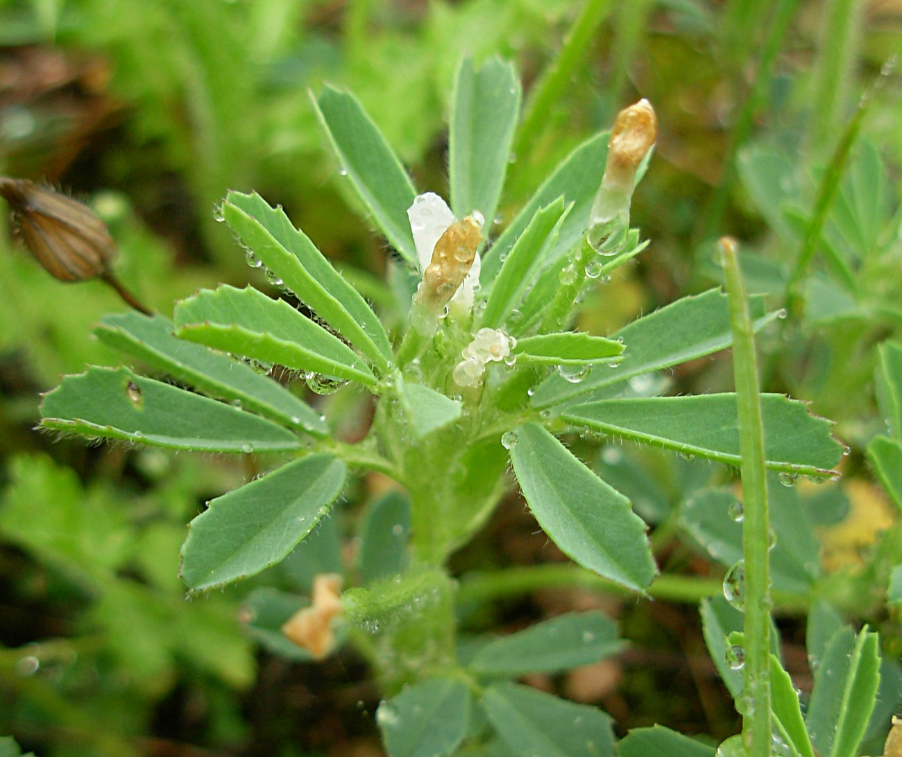 Trigonella gladiata M. Bieb./Fieno greco selvatico